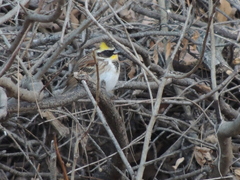 Emberiza elegans