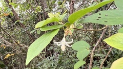 Styrax formosanus
