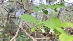 Styrax formosanus