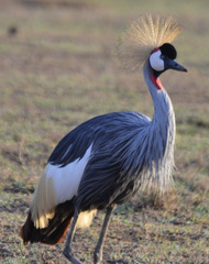 Balearica regulorum