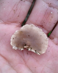 Porotheleaceae