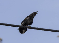 Corvus corone