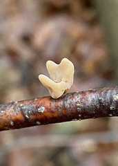 Macrotyphula contorta