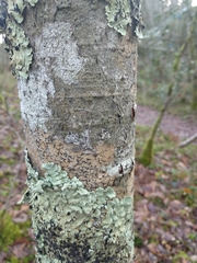 Opegrapha