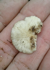 Porotheleaceae