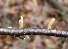 Macrotyphula contorta