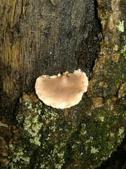 Porotheleaceae