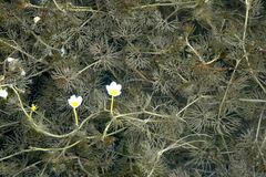 Ranunculus subrigidus