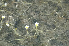 Ranunculus subrigidus