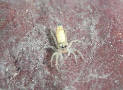 Cosmophasis lami
