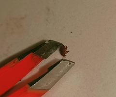 Amblyomma triguttatum