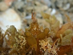 Acanthonyx lunulatus