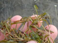Potamogeton obtusifolius