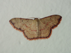 Idaea craspedota