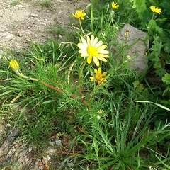 Anacyclus radiatus