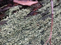 Cladonia incrassata