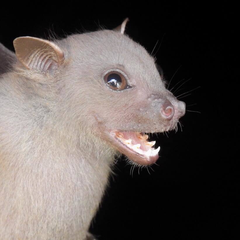 Peters's Fruit Bat