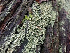 Cladonia incrassata