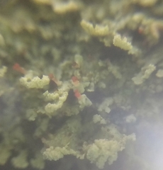 Cladonia incrassata