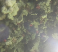Cladonia incrassata