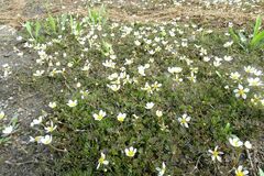 Ranunculus subrigidus