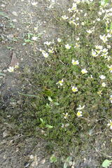 Ranunculus subrigidus