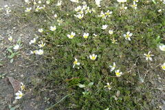 Ranunculus subrigidus