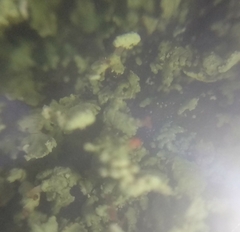 Cladonia incrassata