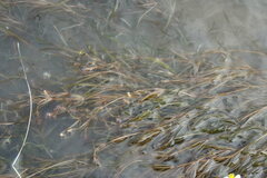 Potamogeton obtusifolius