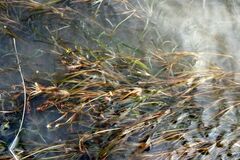 Potamogeton obtusifolius