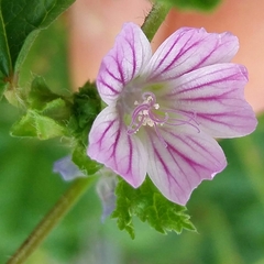 Malva multiflora