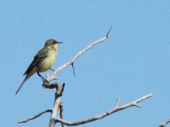 Motacilla flava thunbergi