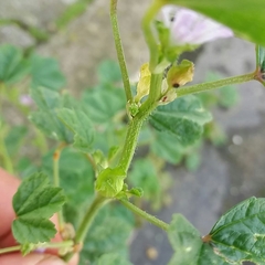 Malva multiflora