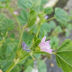 Malva multiflora