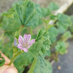 Malva multiflora