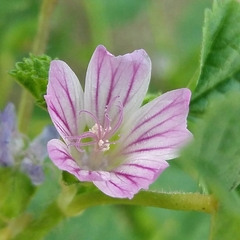 Malva multiflora