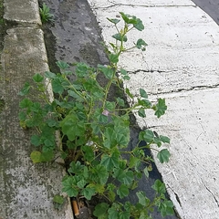 Malva multiflora