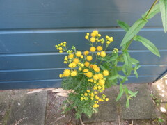 Jacobaea vulgaris dunensis