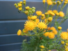 Jacobaea vulgaris dunensis