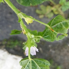Malva multiflora