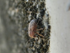 Araecerus