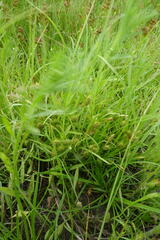 Carex secalina