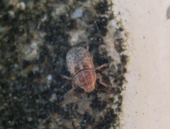 Araecerus