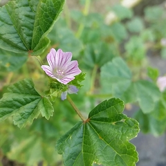 Malva multiflora