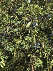 Alstonia scholaris