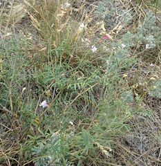 Astragalus silvisteppaceus