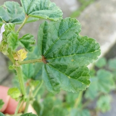 Malva multiflora