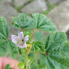 Malva multiflora