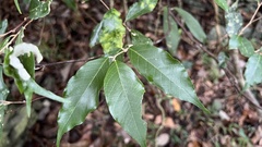 Styrax suberifolius