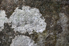 Lecanora campestris